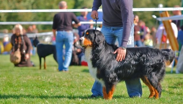 Thanksgiving Dog Show 2018: When Is It and 4 Reasons to Watch It