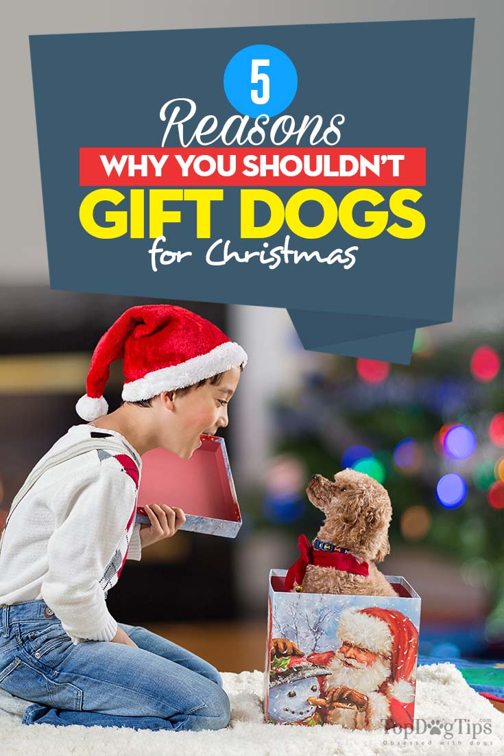 The 5 Reasons Why You Shouldn’t Gift Dogs for Christmas
