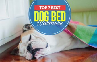 Top 7 Best Dog Bed Warmers The 7 Best Dog Bed Warmers