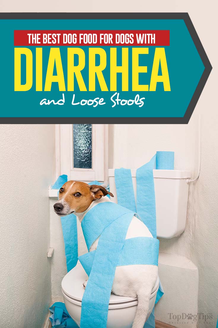 chicken and rice for dog diarrhea