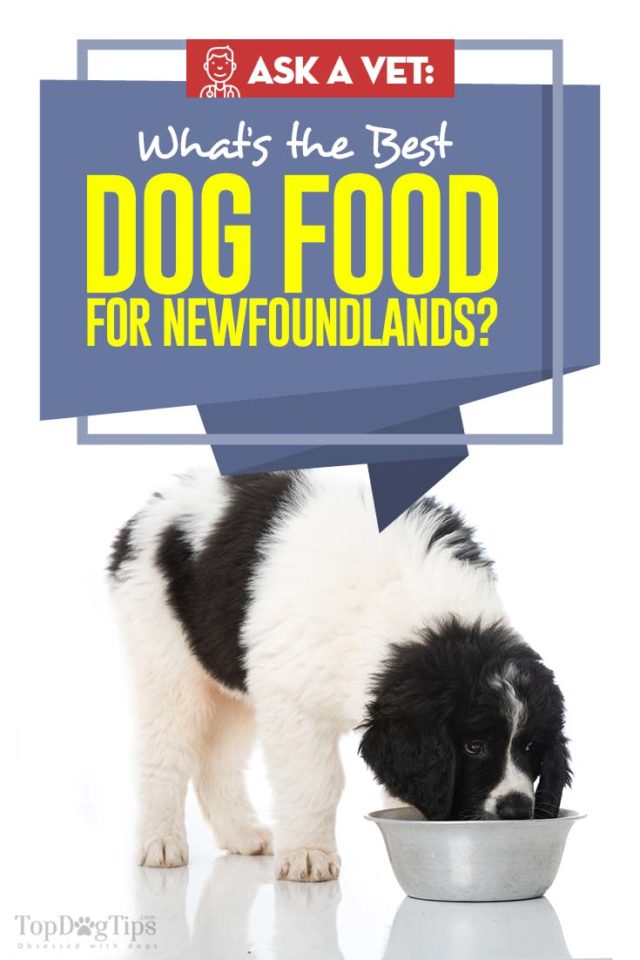 Best Dog Food for Newfoundland Top 10 Vet Brands