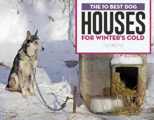 Top 10 Best Dog Houses for Winter The Best Dog House for Winter Choices