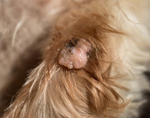 Skin Tags on Dogs: How to Prevent and Remove Them This is what skin tags on dogs look like