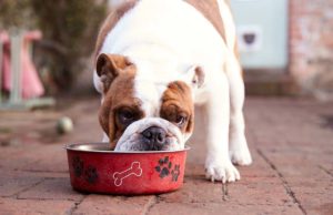 Top 10 Best Dog Foods for Medium Dogs Top 10 Best Dog Food for Medium Dogs