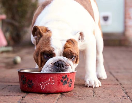 Top 10 Best Dog Foods for Medium Dogs Top 10 Best Dog Food for Medium Dogs