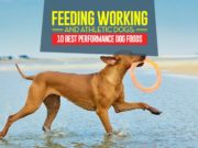 Top 10 Best Performance Dog Foods for Working and Athletic Dogs Top 10 Best Performance Dog Foods for Working and Athletic Dogs