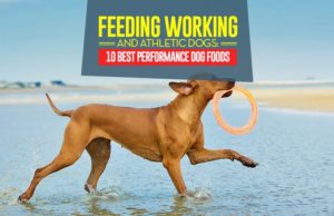 Top 10 Best Performance Dog Foods for Working and Athletic Dogs Top 10 Best Performance Dog Foods for Working and Athletic Dogs