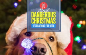 20 Most Dangerous Christmas Decorations for Dogs Top 20 Most Dangerous Christmas Decorations for Dogs