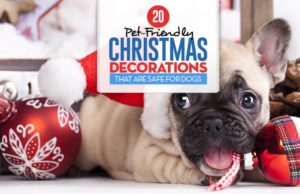 20 Pet-Friendly Christmas Decorations Safe for Dogs Top 20 Pet-Friendly Christmas Decorations Safe for Dogs