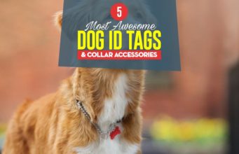 Top 5 Best Dog ID Tags & Collar Accessories Top 5 Best Dog ID Tags & Collar Accessories