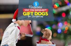 5 Reasons Why You Shouldn’t Gift Dogs for Christmas Top 5 Reasons Why You Shouldn’t Gift Dogs for Christmas