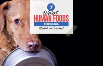 9 Human Foods Dogs Can’t Eat and Why (Based on Studies) Top 7 Worst Human Foods for Dogs (Based on Studies)
