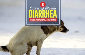 Bloody Diarrhea in Dogs: 8 Common Causes & Treatments Top 8 Causes of Bloody Diarrhea in Dogs and Available Treatments