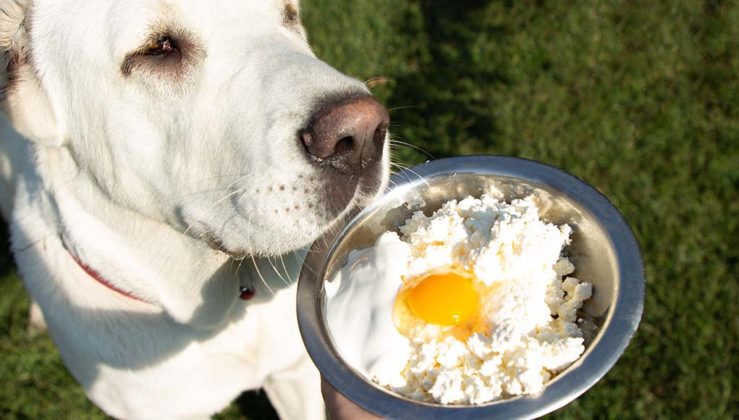 20 Most Healthy Homemade Dog Food Recipes Your Dogs Will Love