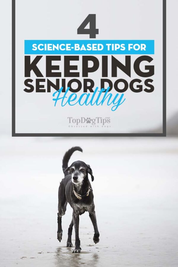 4 Science-Based Tips to Keep Senior Dogs Healthy and Happy