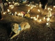 Caring Dogs Comfort Las Vegas After the Shooting Tragedy Caring Canines Comfort Las Vegas After Tragedy