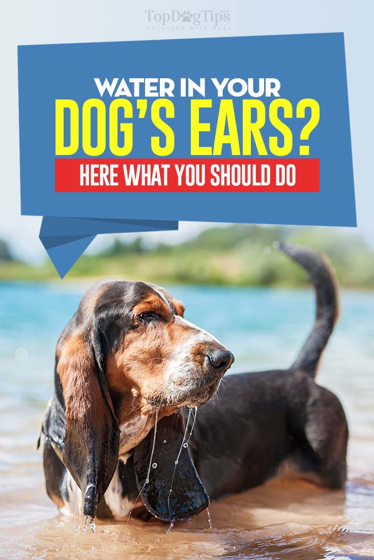 Water in Dog's Ear Dangers, How to Prevent It and What to Do About It