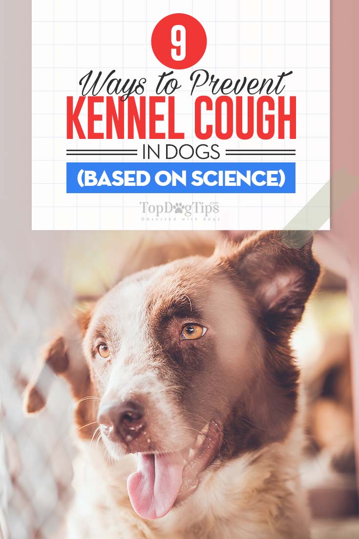 9 Ways to Treat Kennel Cough in Dogs (Based on Science)