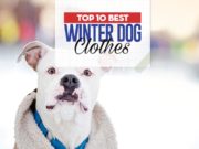 Top 10 Best Winter Dog Clothes What Are the Best Winter Dog Clothes