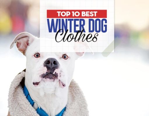 Top 10 Best Winter Dog Clothes What Are the Best Winter Dog Clothes
