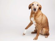 What Can I Give My Dog for Pain? What Can I Give My Dog For Pain and What To Avoid