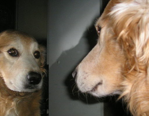 Dogs May Be More Self-Aware Than We Thought Dogs May Be More Self-Aware Than We Thought