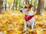 13 Comfy Thanksgiving Themed Dog Bandanas