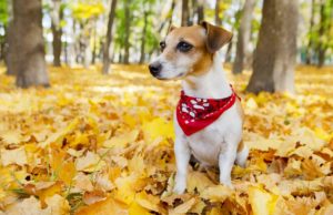 13 Comfy Thanksgiving Themed Dog Bandanas