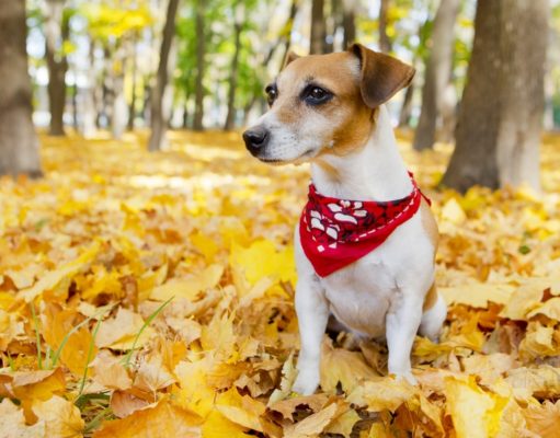 13 Comfy Thanksgiving Themed Dog Bandanas