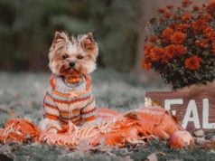 Top 7 Best Thanksgiving Dog Sweaters The Best Thanksgiving dog sweater