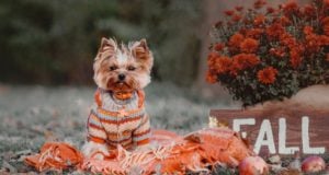 Top 7 Best Thanksgiving Dog Sweaters The Best Thanksgiving dog sweater