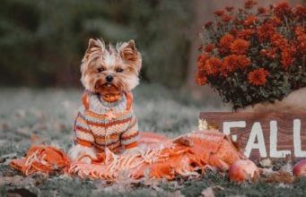 Top 7 Best Thanksgiving Dog Sweaters The Best Thanksgiving dog sweater