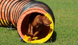 DIY dog agility course in the backyard