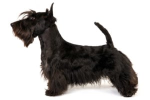 Scottish Terrier