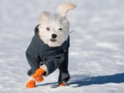 Top 13 Best Dog Boots for Winter how to keep dogs warm in winter