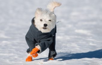 Top 13 Best Dog Boots for Winter how to keep dogs warm in winter