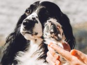 Top 7 Best Dog Paw Creams and Waxes The best dog paw cream