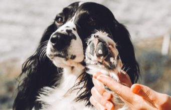 Top 7 Best Dog Paw Creams and Waxes The best dog paw cream