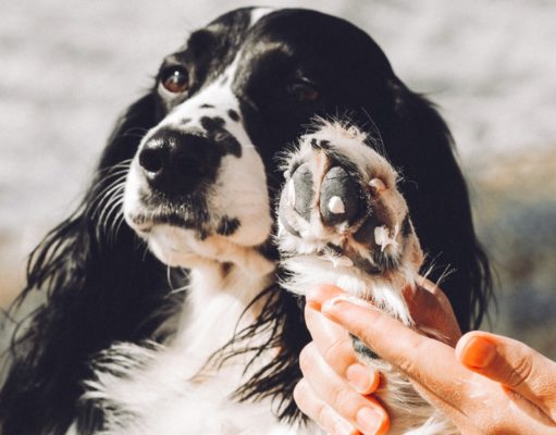 Top 7 Best Dog Paw Creams and Waxes The best dog paw cream