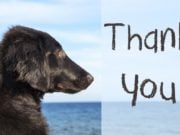 10 Cutest & Funniest Dog Thanksgiving Cards best dog thanksgiving cards