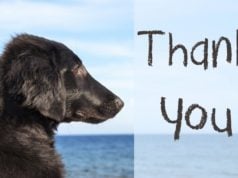 10 Cutest & Funniest Dog Thanksgiving Cards best dog thanksgiving cards