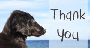 10 Cutest & Funniest Dog Thanksgiving Cards best dog thanksgiving cards