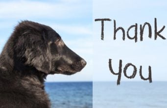 10 Cutest & Funniest Dog Thanksgiving Cards best dog thanksgiving cards