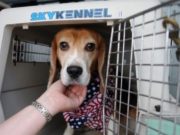 Harmful Experimentation on Dogs by Veterans Affairs Leads to Outrage VA’s Harmful Experimentation on Dogs Leads to Outrage