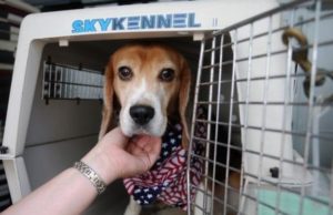 Harmful Experimentation on Dogs by Veterans Affairs Leads to Outrage VA’s Harmful Experimentation on Dogs Leads to Outrage