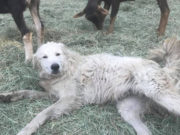 Herding Dog Survives Wildfires After Refusing to Leave Goats Behind Herding Dog Survives Wildfires After Refusing To Leave Goats Behind