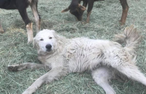 Herding Dog Survives Wildfires After Refusing to Leave Goats Behind Herding Dog Survives Wildfires After Refusing To Leave Goats Behind