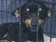 Homeless Dog’s Hilarious Grin Goes Viral, Gets Him a Home Homeless Dog’s Hilarious Grin Goes Viral, Gets Him a Home