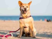 Dog Abandoned and Dying Gets Life Extended by Love Dog Abandoned and Dying Gets Life Extended by Love