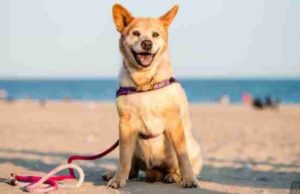 Dog Abandoned and Dying Gets Life Extended by Love Dog Abandoned and Dying Gets Life Extended by Love